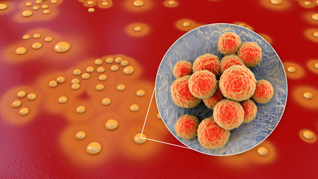 Bacteria Staphylococcus aureus, 3D illustration