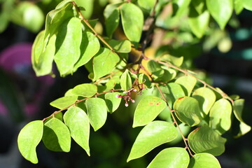 Carambola Star fruit forming from a flower
