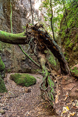 Flowers and trees in the Finca de Osorio Botanical Park near Teror, Gran Canaria Island, Spain