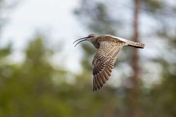 Whimbrel