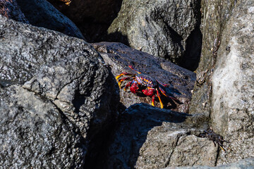 Moorish red legged crab, Grapsus adscensionis at Puerto de la Aldea in Gran Canaria in Spain