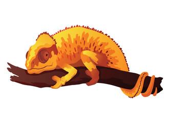 Chameleon lizard. Reptile with curved tail and camouflage skin, tropical wildlife. Exotic animal closeup © designer_things