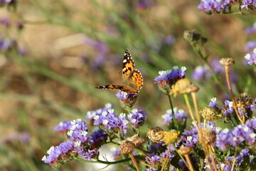 Lepidoptera butterfly sits on a flower.