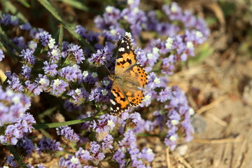 Lepidoptera butterfly sits on a flower.