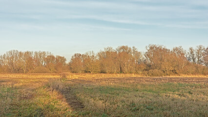 Bare winter trees and shrubs and yellow reed in a marsh with a clear blue sky in Bourgoyen nature reserve, Ghent, Flanders, Belgium 