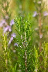 juicy fresh rosemary in the garden, solid background, blooming rosemary, vertical photo 
