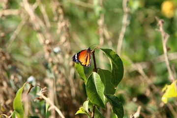 Lepidoptera butterfly sits on a flower.