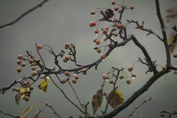 Dew drops on a tree branch on a foggy winter morning