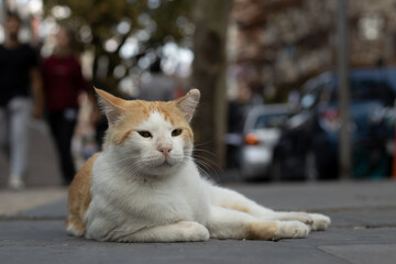 Homeless animals concept.Cute beautiful cat on the street.