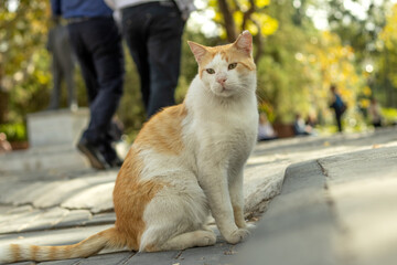 Homeless animals concept.Yellow and white beautiful cat on the street.