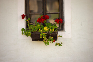 Fototapeta na wymiar window with flowers, early autumn, peasant house, northern Croatia