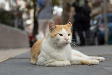 Homeless animals concept.Yellow stray cat.Beautiful fluffy cat sitting on the street.