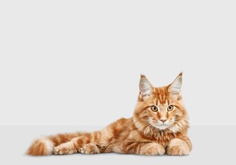 Cute domestic cat posing on background