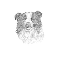 Realistic Portrait of Black and White Border Collie Dog. Head of a cute puppy isolated on white background. Sketch. Animal art collection: Dogs. Hand drawn Illustration of Pets. Design template
