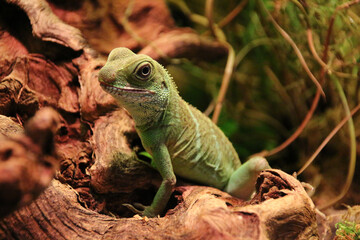 Dragon Physignathus cocincinus