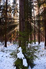 Sun rays going trough the winters spruce forest
