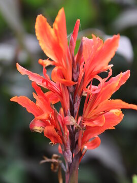 canna red canna lily