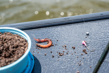 Selective focus on a single earth worm ready to bait a hook for fishing.