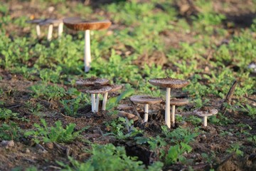 Mushroom year