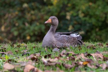 Graugans liegt im Gras mit Laub und ruht sich aus