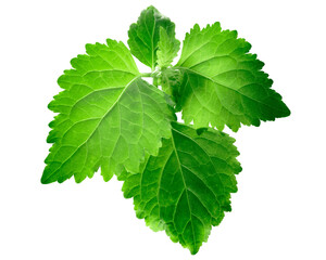 Patchouli leaves isolated. Pogostemon cablin herb - obrazy, fototapety, plakaty