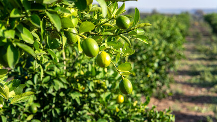 Ripe and juicy oranges on the tree at farmer's garden