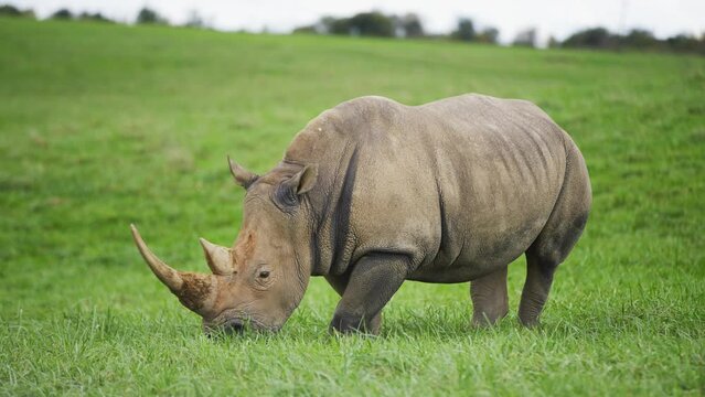 Mother rhino rhinoceros grazes on grass near infant calf at safari