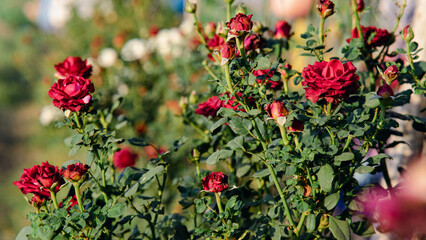 Rose flower on background blurry red roses flower in the garden of roses. Nature.