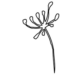 Dried Flower. Stetch Drawing Outline Floral Botanical Illustration