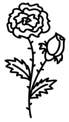 Line art flowers set. Collection of black and white thin linear flowers. Decorative illustrations, contour floral set. PNG with transparent background.