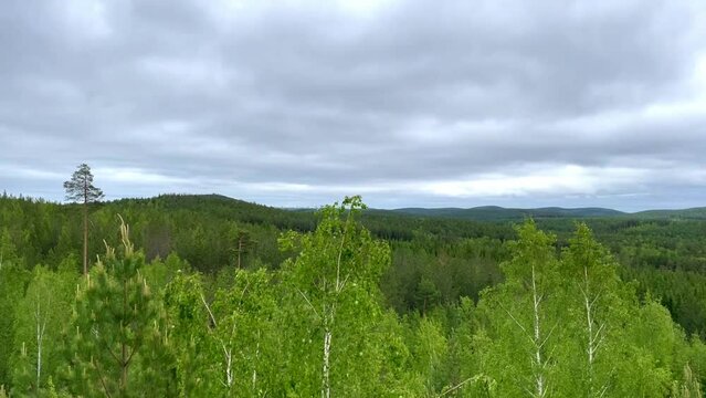 View from Small Devils rock on young firs and birches on sunny day. Iset Park, Iset village, Sverdlovsk region, Russia. Hiking. Damn hillfort.