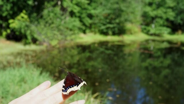Butterfly Nymphalis antiopa or mourning cloak or Camberwell beauty sits on fingers against background of green forest and pond or lake.