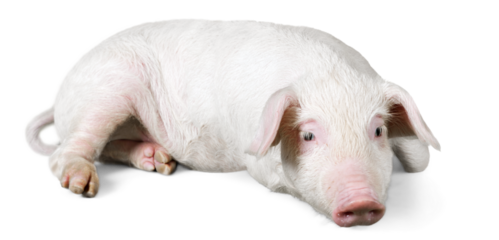 Pink Pig Lying Down on the Ground