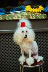 A poodle dog performing in a circus. A bow on the head.