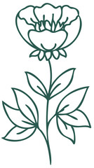 Floral line art linear botanical design element. Flower drawings with thin line. Collection of blooming hand drown flower, contour drawing. PNG with transparent background.