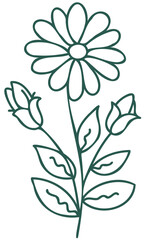 Fototapeta na wymiar Floral line art linear botanical design element. Flower drawings with thin line. Collection of blooming hand drown flower, contour drawing. PNG with transparent background.
