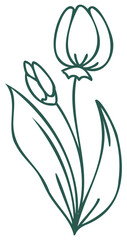 Floral line art linear botanical design element. Flower drawings with thin line. Collection of blooming hand drown flower, contour drawing. PNG with transparent background.