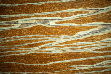Wood dry background. Texture of wood. Crack surface.