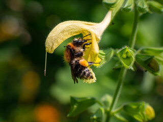 Bee in a flower with pollen on the legs. The insect is in a yellow blossom. Close-up of the wild...