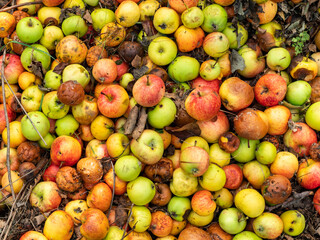 Fallen apples on the ground background. Different colors and conditions of the fruits. Ripe, unripe and rotten apples in the autumn season. Abstract backdrop with natural food. Organic bio waste.