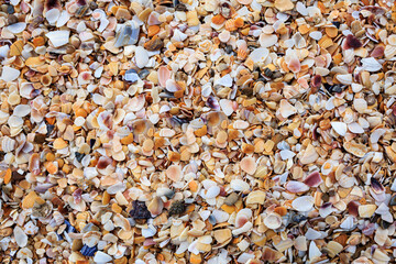 Many multi-colored shells of different shapes, on the seashore.