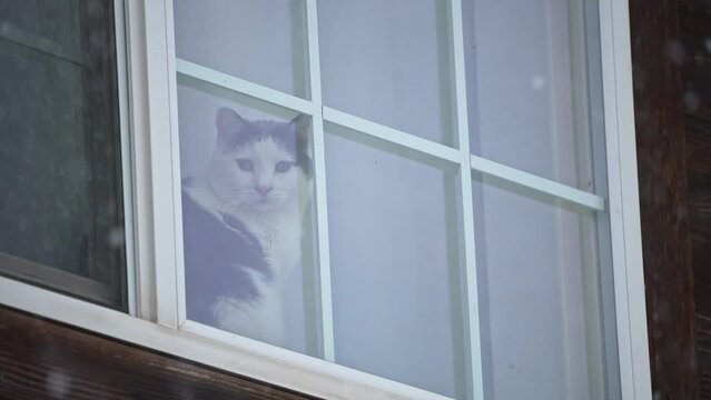 Cat looking out the window as snow falls in slow motion during early winter storm.