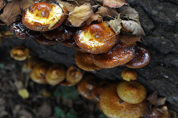 Wild brown mushroom fungus growing on a tree trunk in a forest or wood for medical use in autumn in Europe