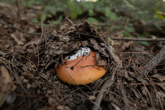 amanita caesarea coming out of the ground