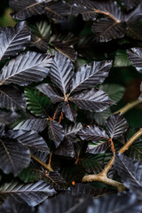 Texture foliage of black color, wild maple close-up, macro. Vertical orientation.