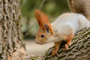 Naklejka na ściany i meble Eurasian red squirrel Sciurus vulgaris closeup portrait
