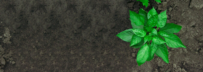 bush of green pepper in the garden. the concept of growing sweet peppers. young plant in the garden