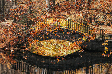 Most w jesiennym parku - obrazy, fototapety, plakaty