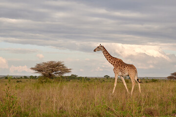 giraffe in the savannah, giraffe walking in the savanah, giraffe walking in the sunset