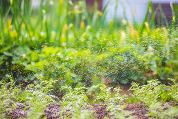 Watering vegetable plants on a plantation in the summer heat. Drops of water irrigate crops. Gardening concept. Agriculture plants growing in bed row